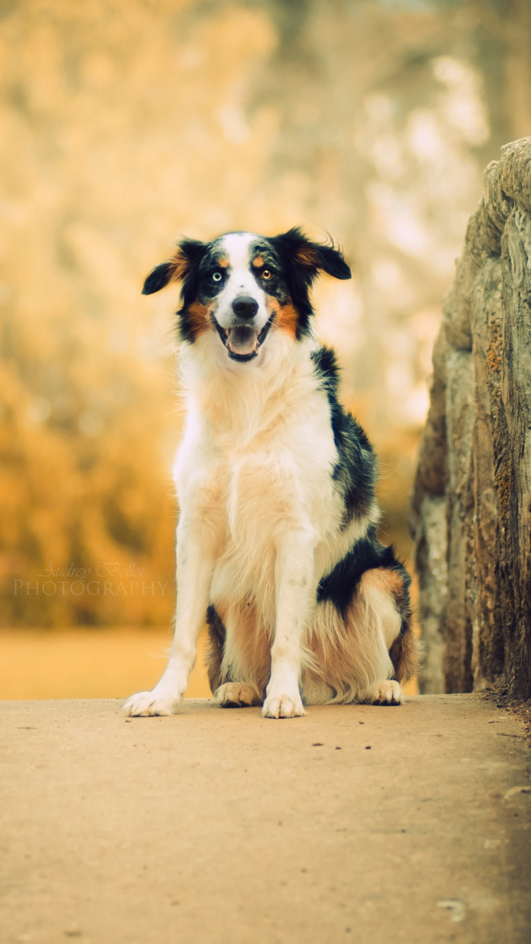 Обои собака породы, Австралийская овчарка, щенок, Себирская Хаски, пес в разрешении 750x1334