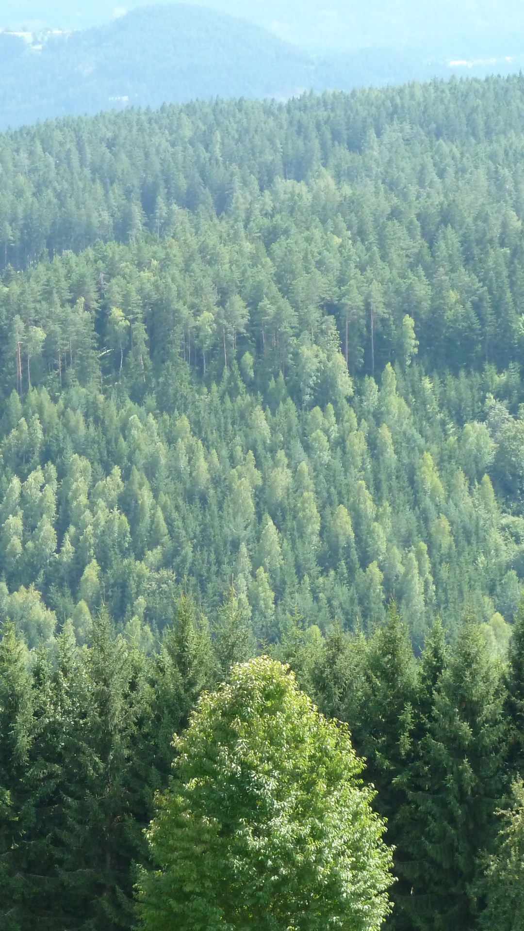 Обои лес, дерево, растительность, окружающая среда, ель в разрешении 1080x1920