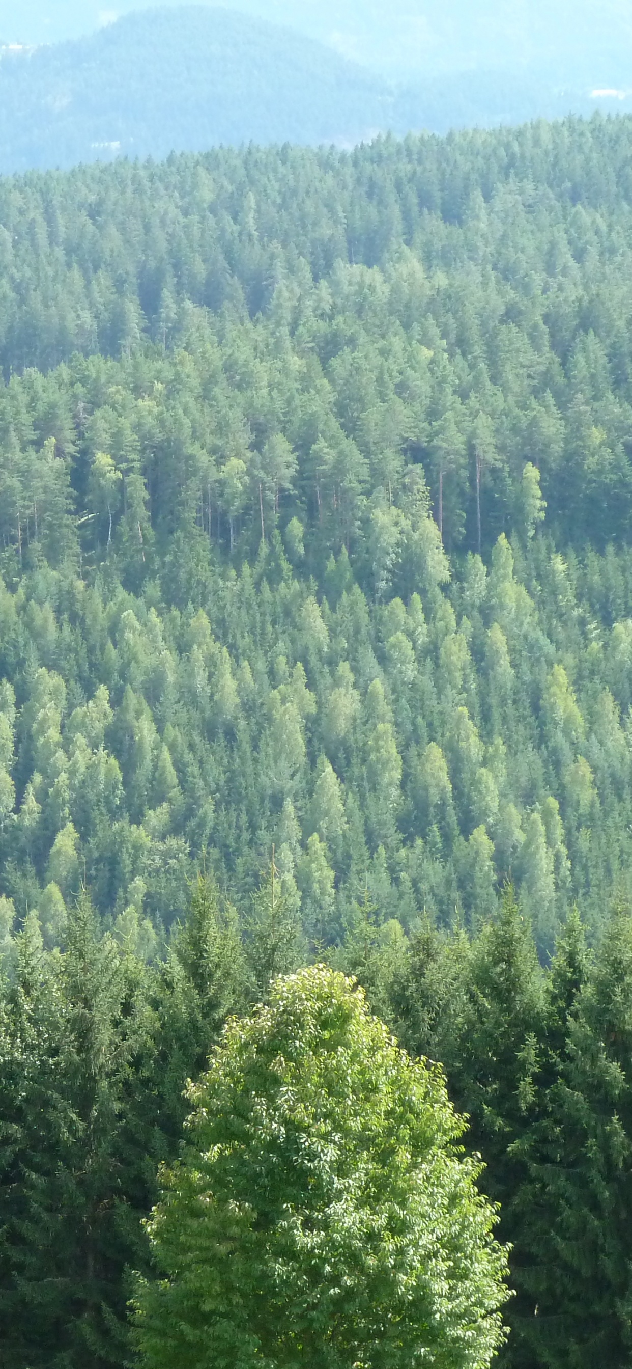 Обои лес, дерево, растительность, окружающая среда, ель в разрешении 1242x2688