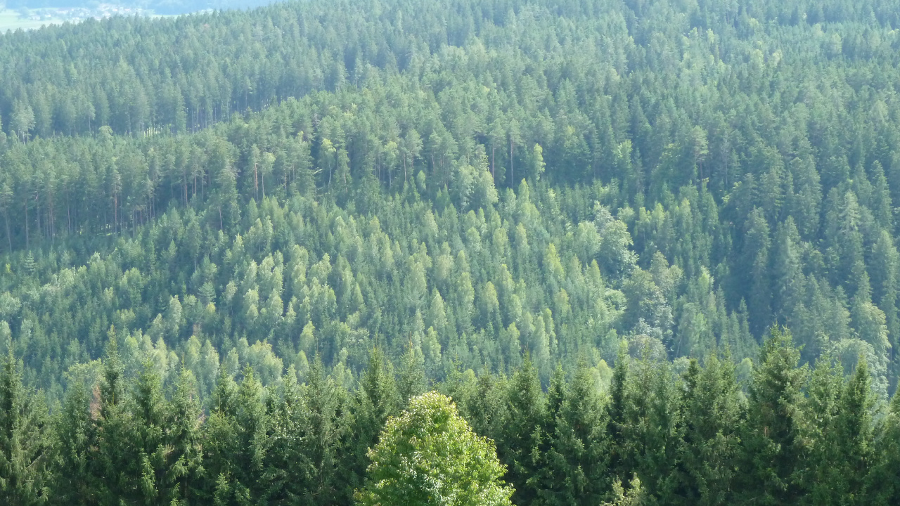 Обои лес, дерево, растительность, окружающая среда, ель в разрешении 1280x720