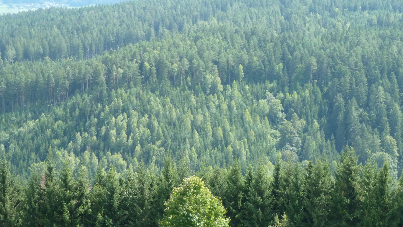 Обои лес, дерево, растительность, окружающая среда, ель в разрешении 1366x768