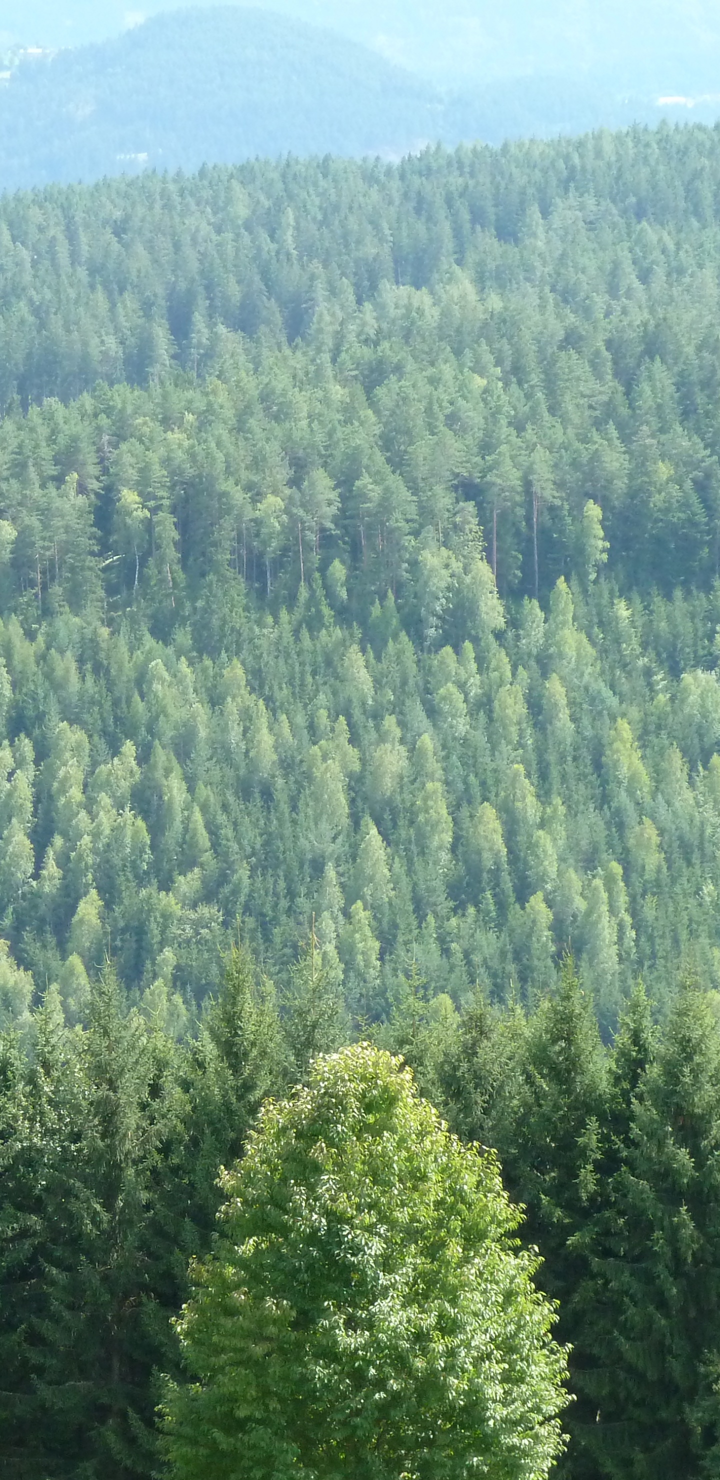 Обои лес, дерево, растительность, окружающая среда, ель в разрешении 1440x2960