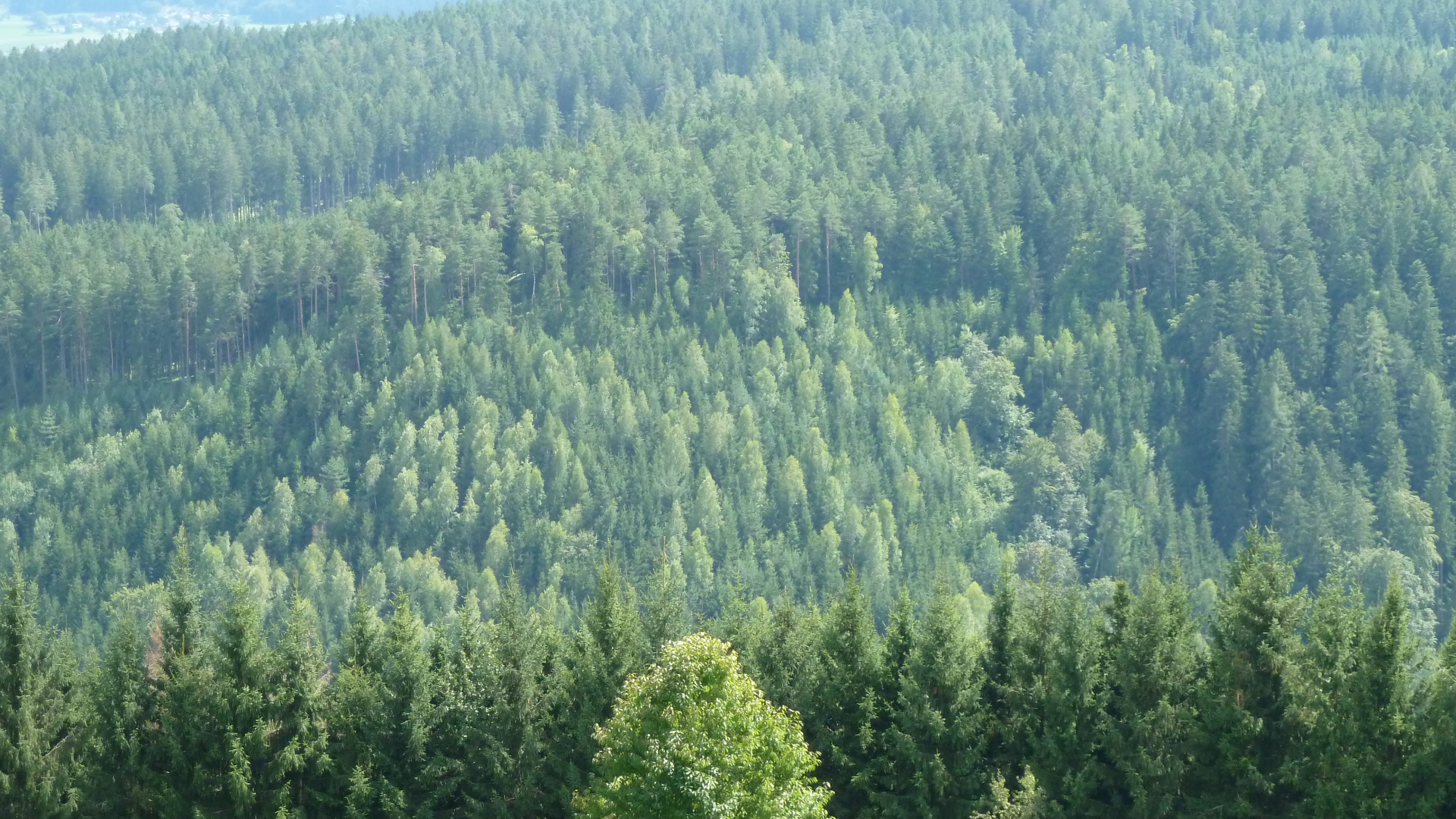 Обои лес, дерево, растительность, окружающая среда, ель в разрешении 1920x1080