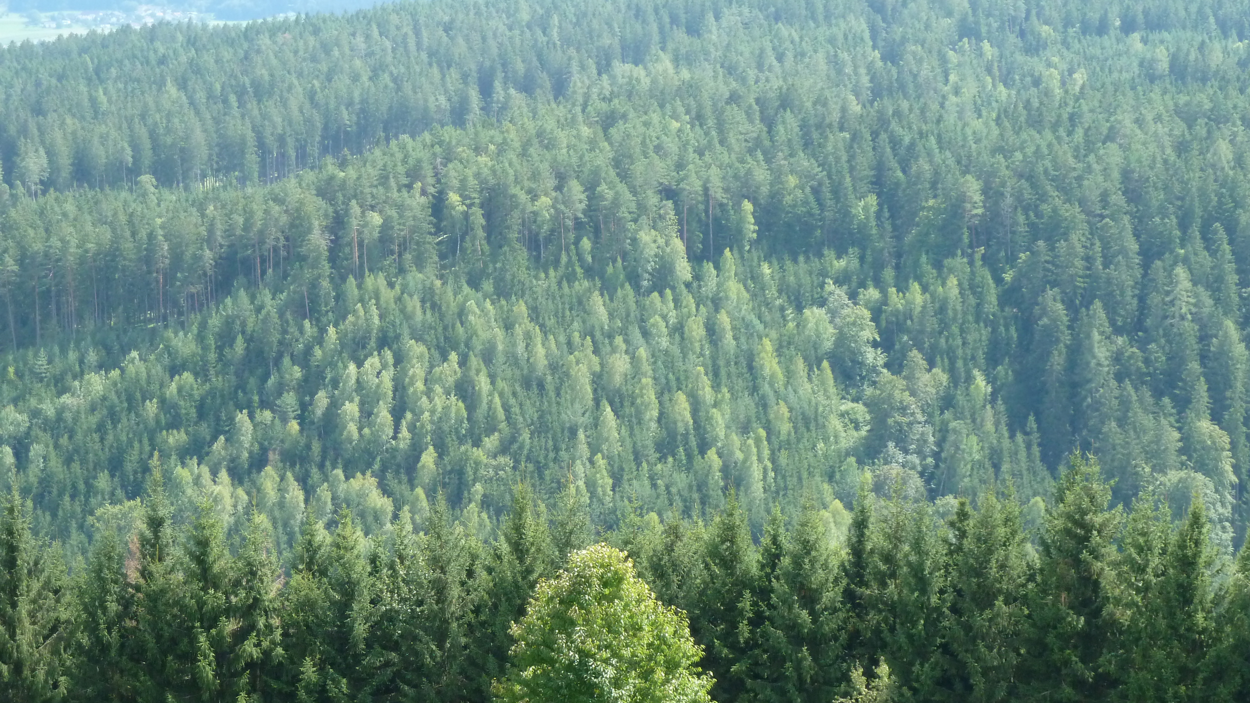 Обои лес, дерево, растительность, окружающая среда, ель в разрешении 2560x1440
