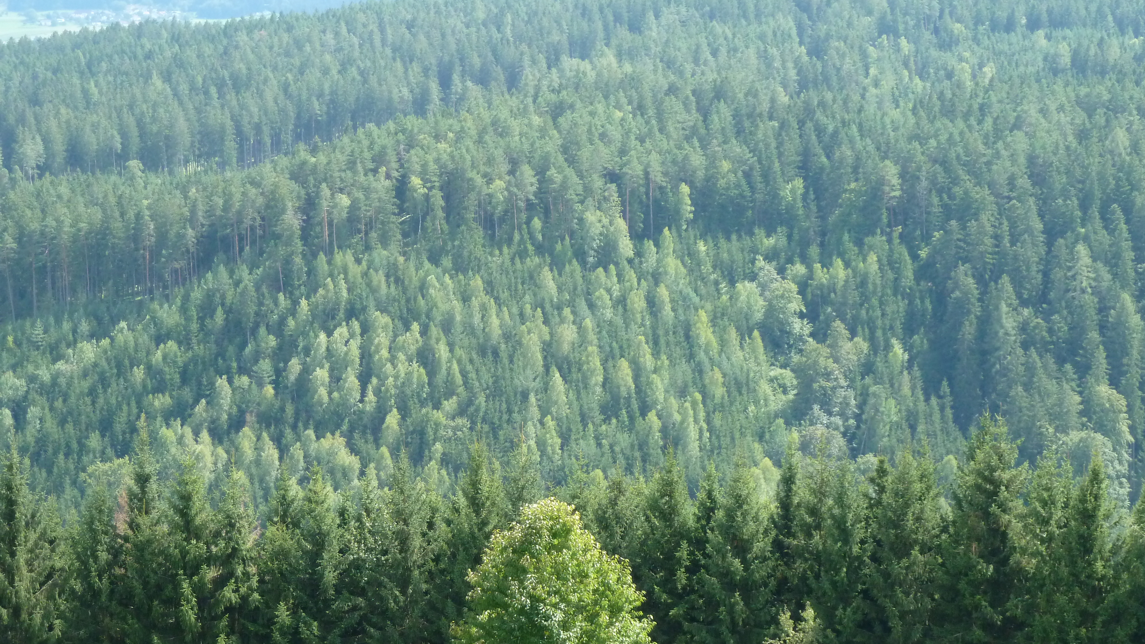 Обои лес, дерево, растительность, окружающая среда, ель в разрешении 3840x2160