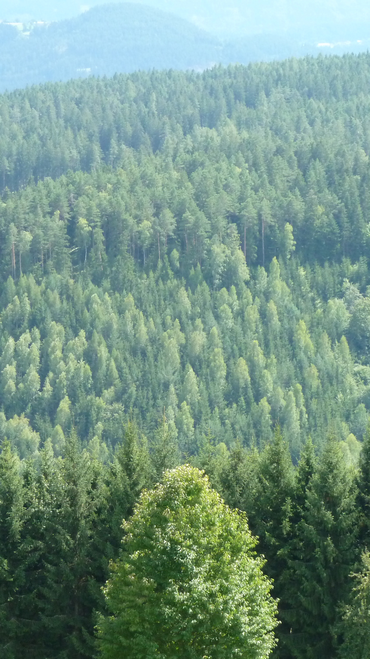 Обои лес, дерево, растительность, окружающая среда, ель в разрешении 750x1334