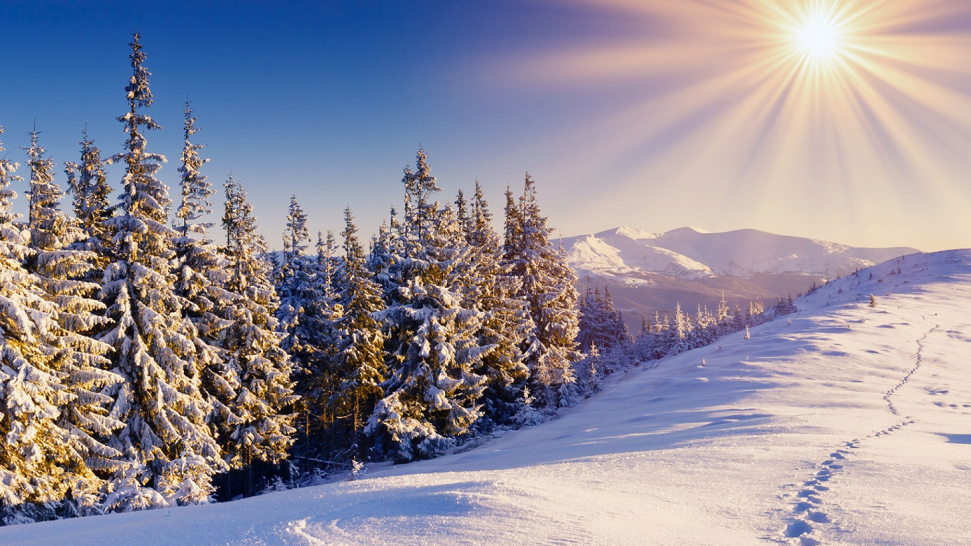 Обои снег, зима, дерево, замораживание, мороз в разрешении 1366x768