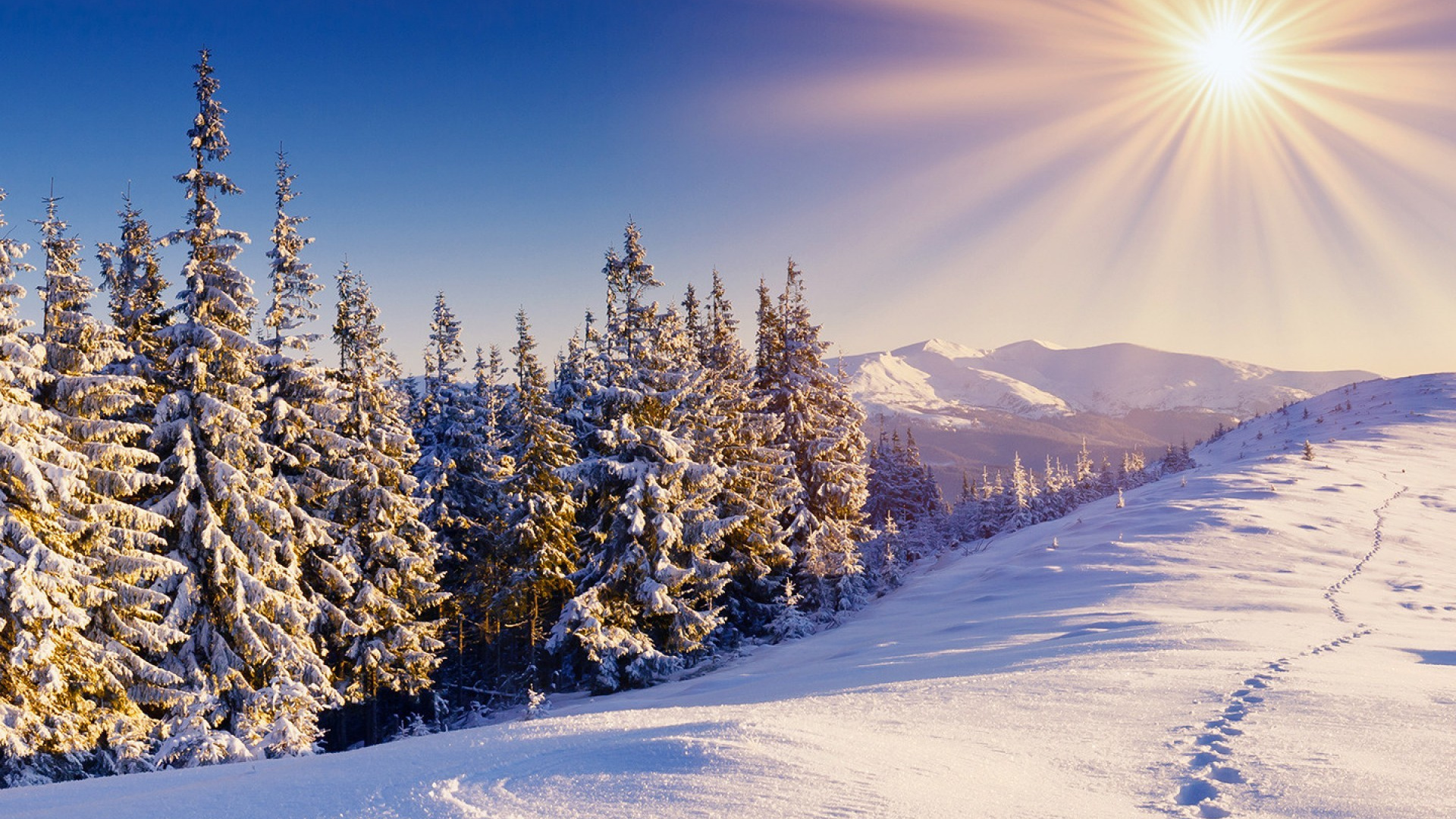 Обои снег, зима, дерево, замораживание, мороз в разрешении 1920x1080