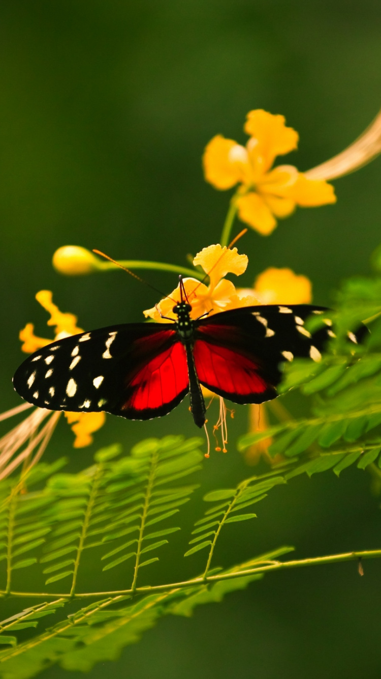 Обои насекомое, бабочкамонарх, бабочка, беспозвоночных, опылитель в разрешении 750x1334
