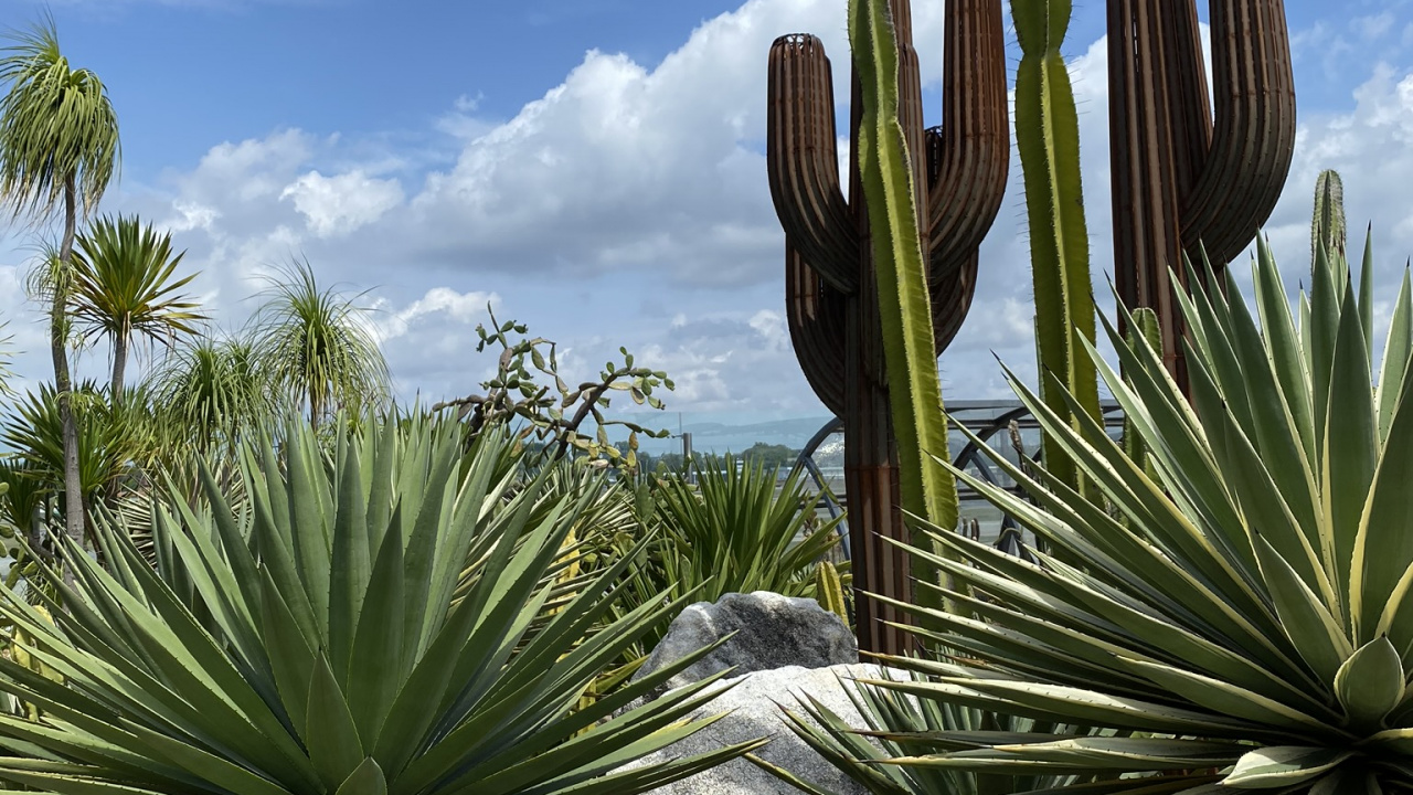 Обои растительность, кустарник, дневное время, окружающая среда, растение в разрешении 1280x720