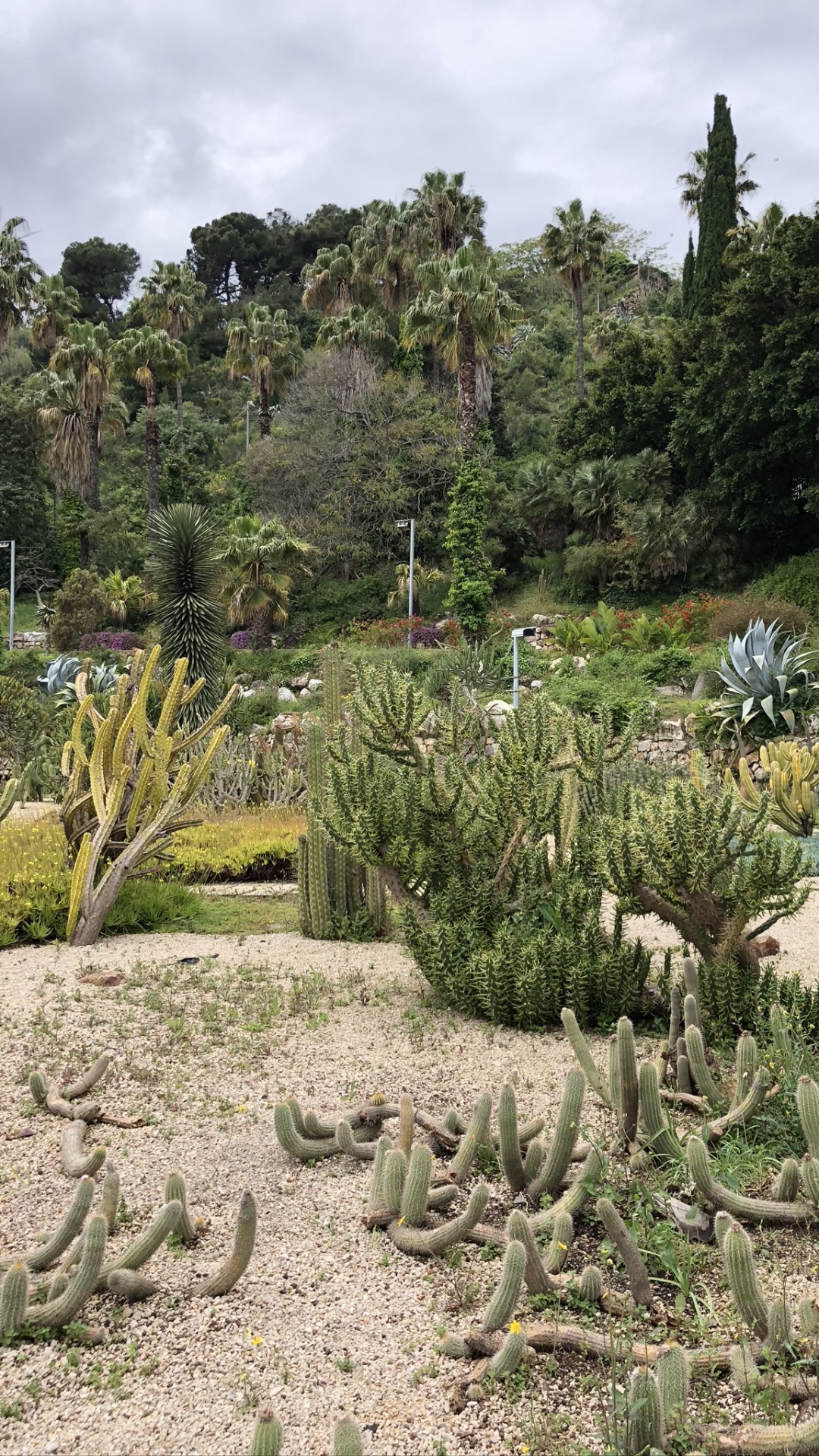 Обои растительность, биом, кустарник, Ботанический сад, растение в разрешении 1080x1920