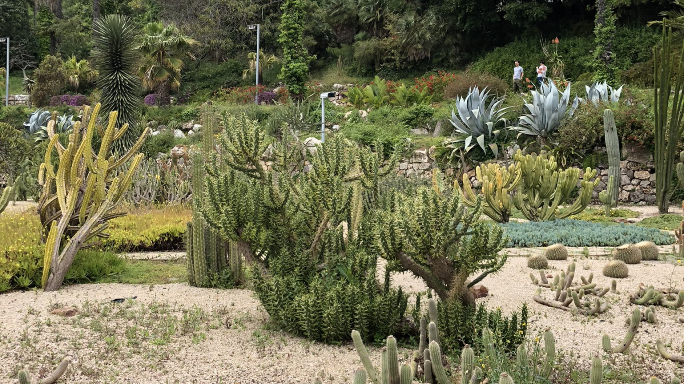 Обои растительность, биом, кустарник, Ботанический сад, растение в разрешении 1366x768