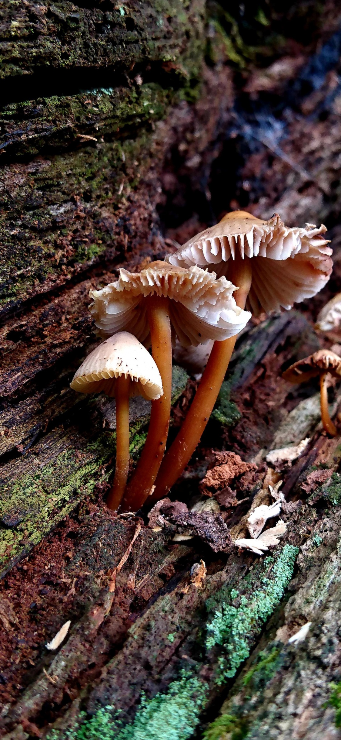 Обои лекарственный гриб, auriculariaceae, сыроежка интегра, мухомор, шампиньон в разрешении 1125x2436