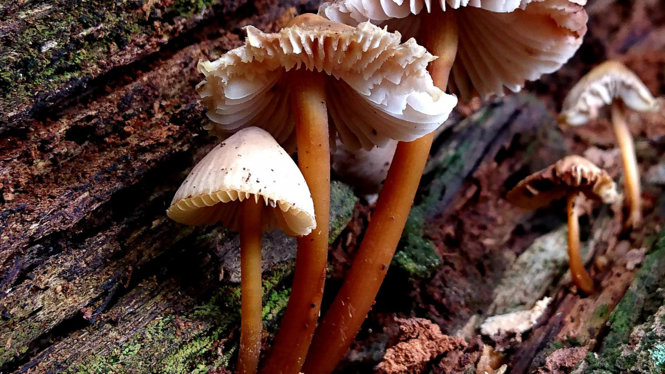 Обои лекарственный гриб, auriculariaceae, сыроежка интегра, мухомор, шампиньон в разрешении 1366x768