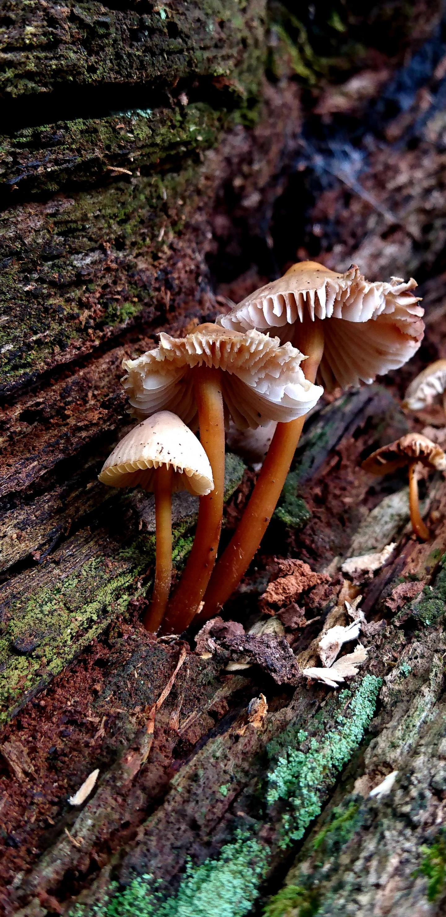 Обои лекарственный гриб, auriculariaceae, сыроежка интегра, мухомор, шампиньон в разрешении 1440x2960