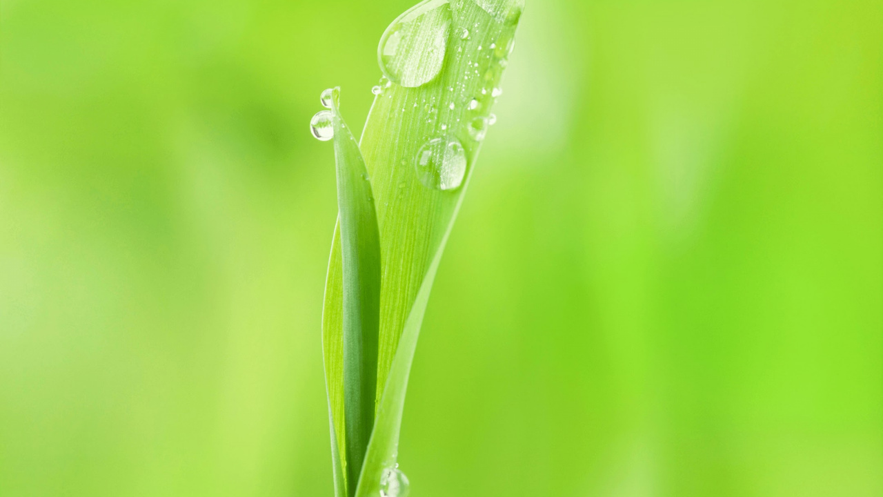 Обои Huawei, Huawei Nova, Huawei Nova 2, Huawei fresh 2 Подробнее, Huawei Nova 3 в разрешении 1280x720