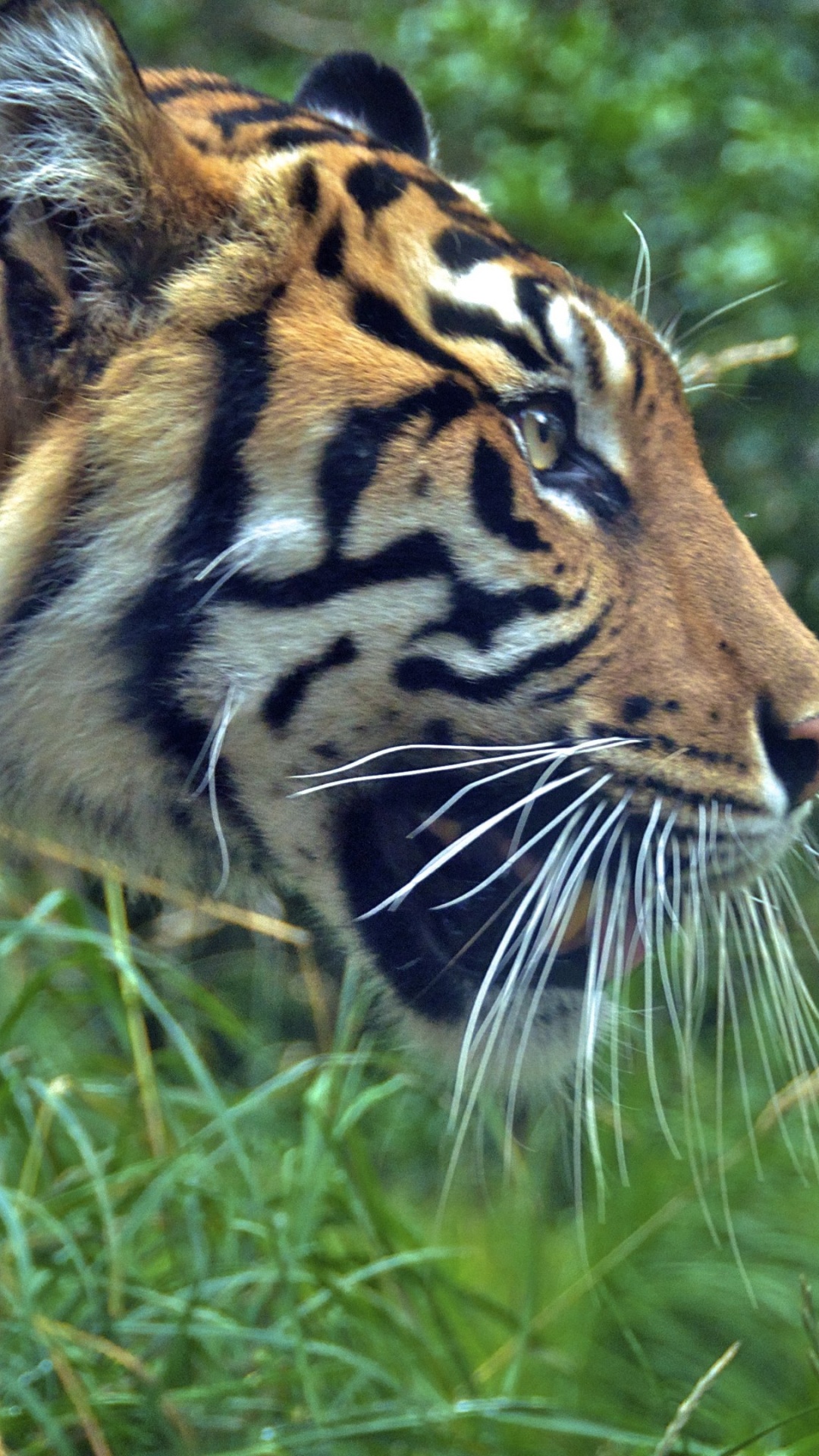 Обои тигр, живая природа, наземные животные, бенгальский тигр, бакенбарды в разрешении 1080x1920