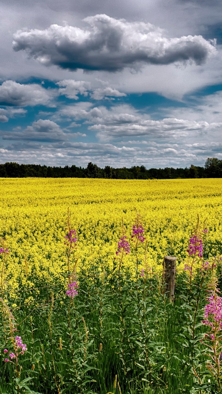 Обои поле, расповое, прерия, луг, полевой цветок в разрешении 720x1280