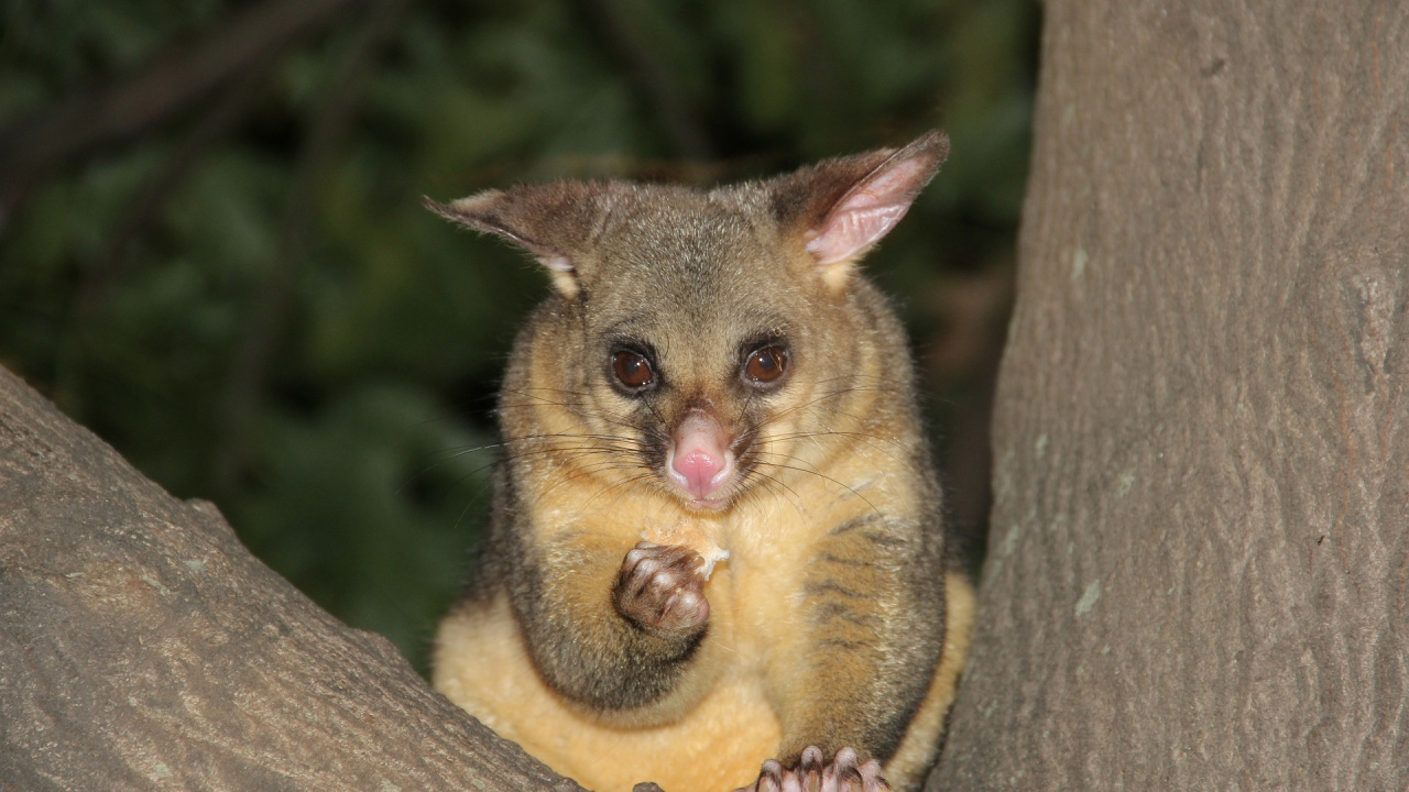 Обои Общие кузу, Phalangeriformes, опоссум, сумчатое животное, живая природа в разрешении 1280x720