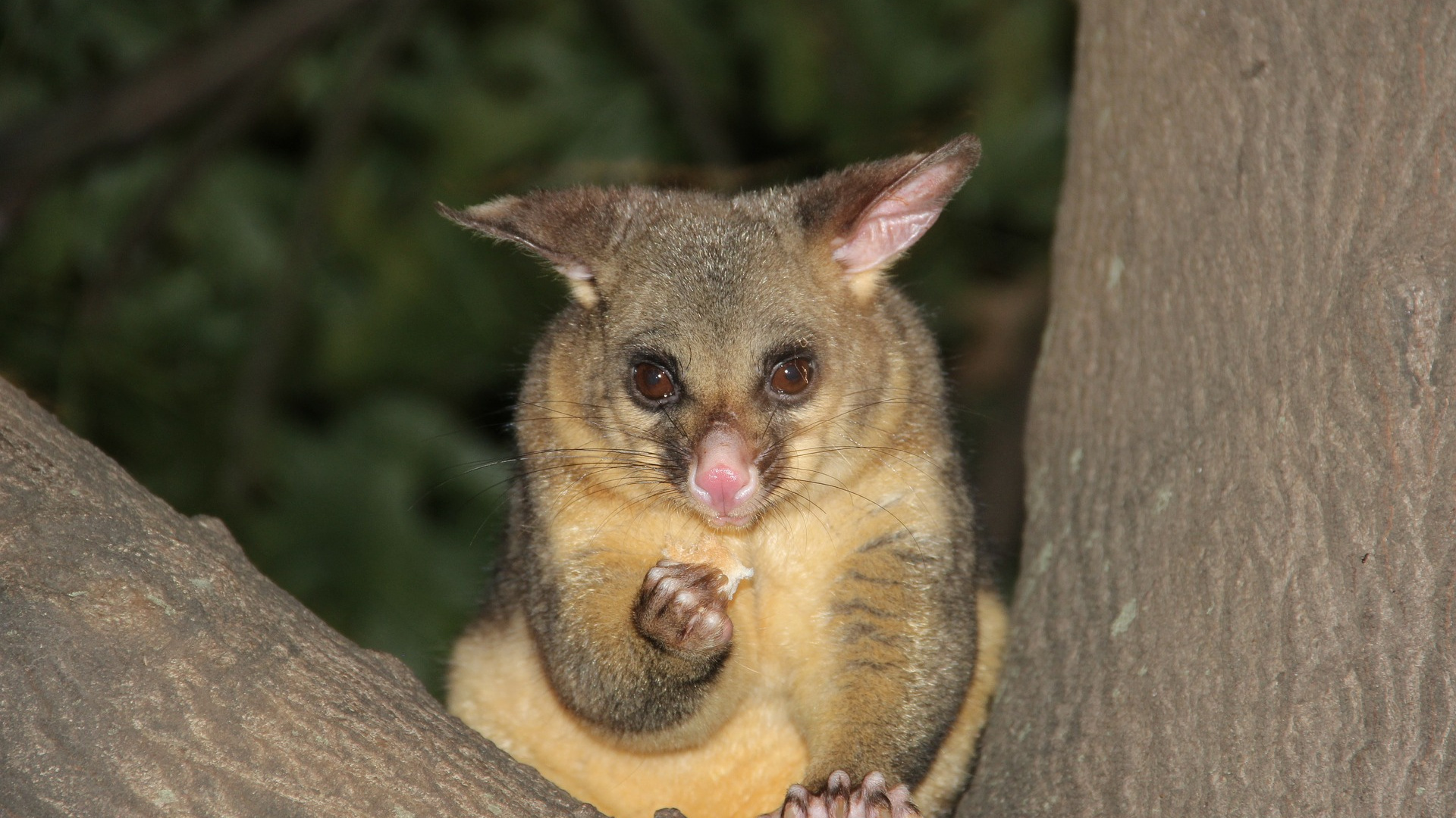 Обои Общие кузу, Phalangeriformes, опоссум, сумчатое животное, живая природа в разрешении 1920x1080