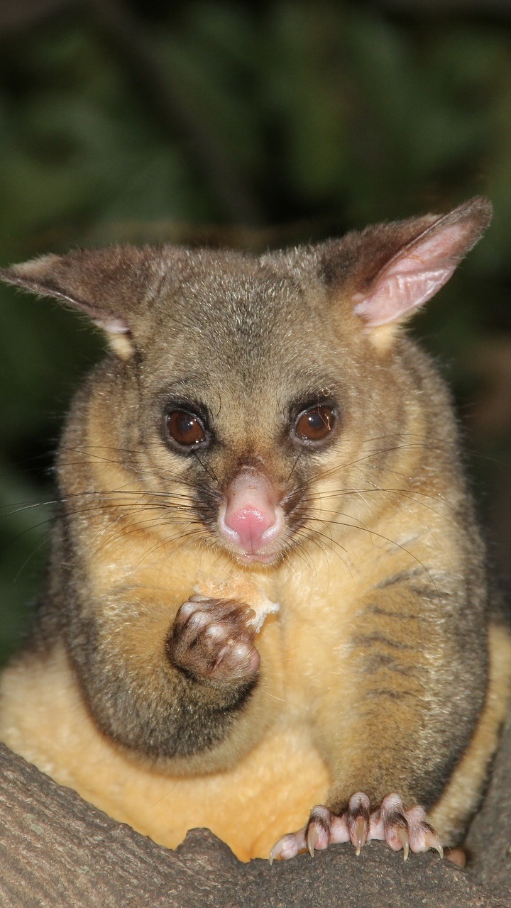 Обои Общие кузу, Phalangeriformes, опоссум, сумчатое животное, живая природа в разрешении 720x1280