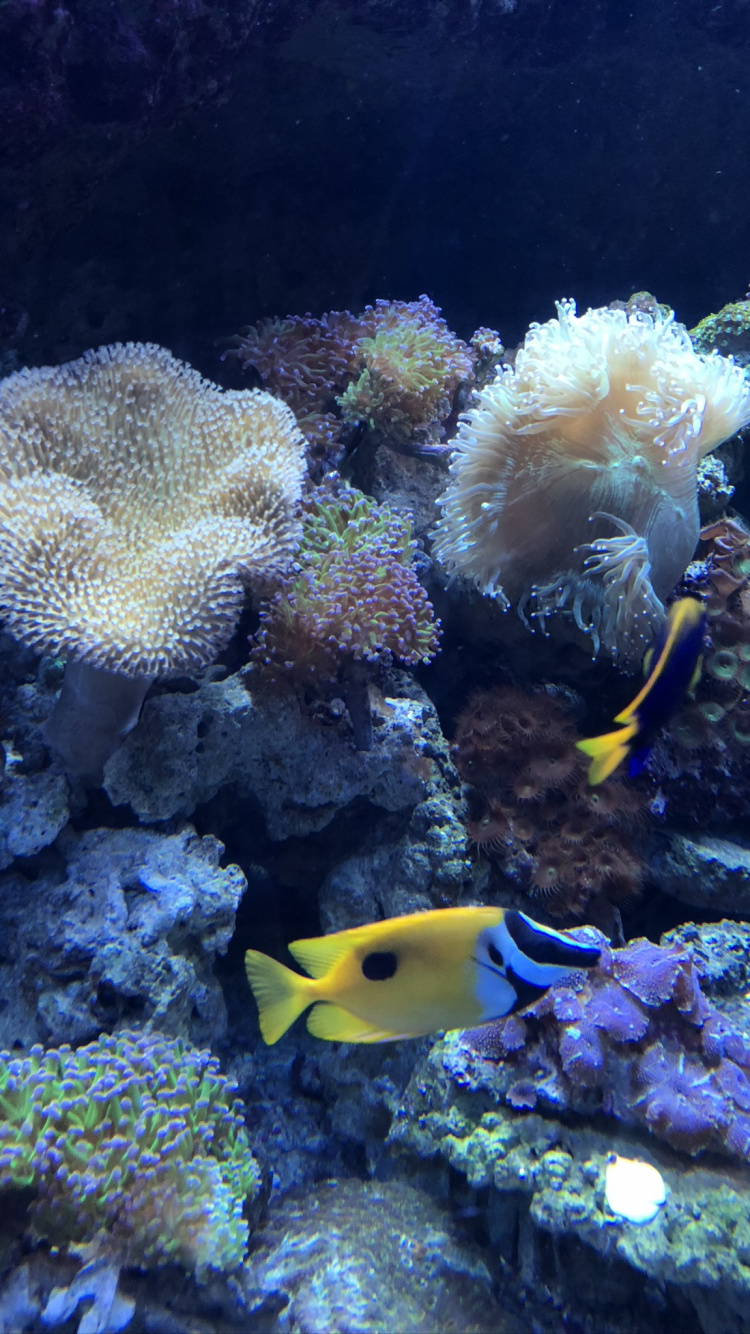 Обои коралловый риф, cnidaria, Кораллов, актиния, коралловый риф рыбы в разрешении 750x1334