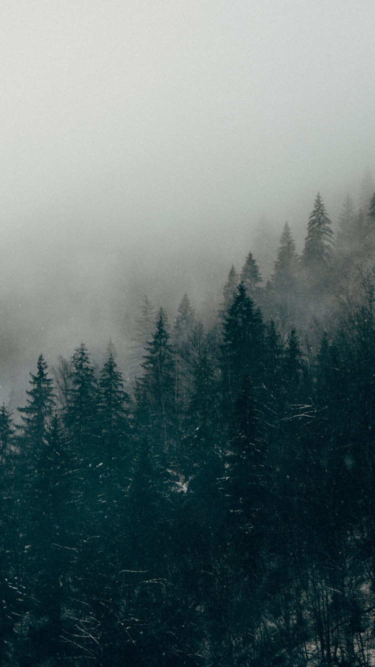 Обои дымка, туман, природа, дерево, атмосфера в разрешении 750x1334