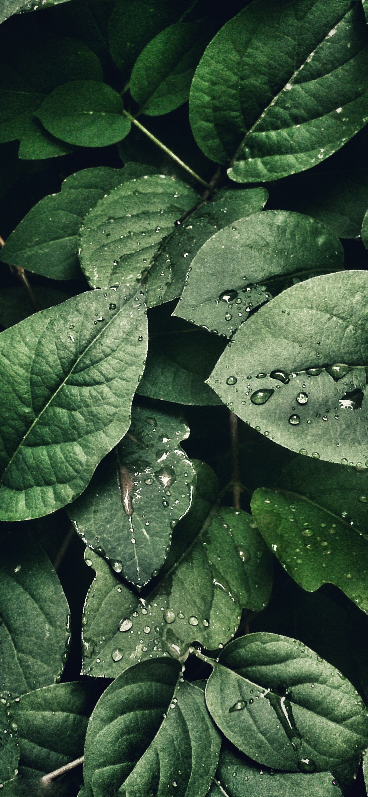 Обои лист, Мелкий фокус, растение, наземное растение, почвопокровная в разрешении 1242x2688