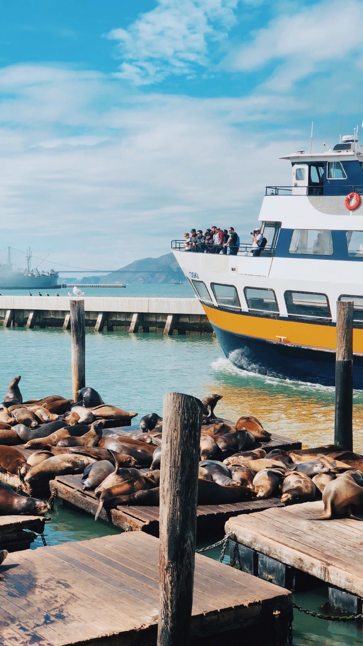 Обои Сан Франциско, море, вода, судно, лодка в разрешении 720x1280