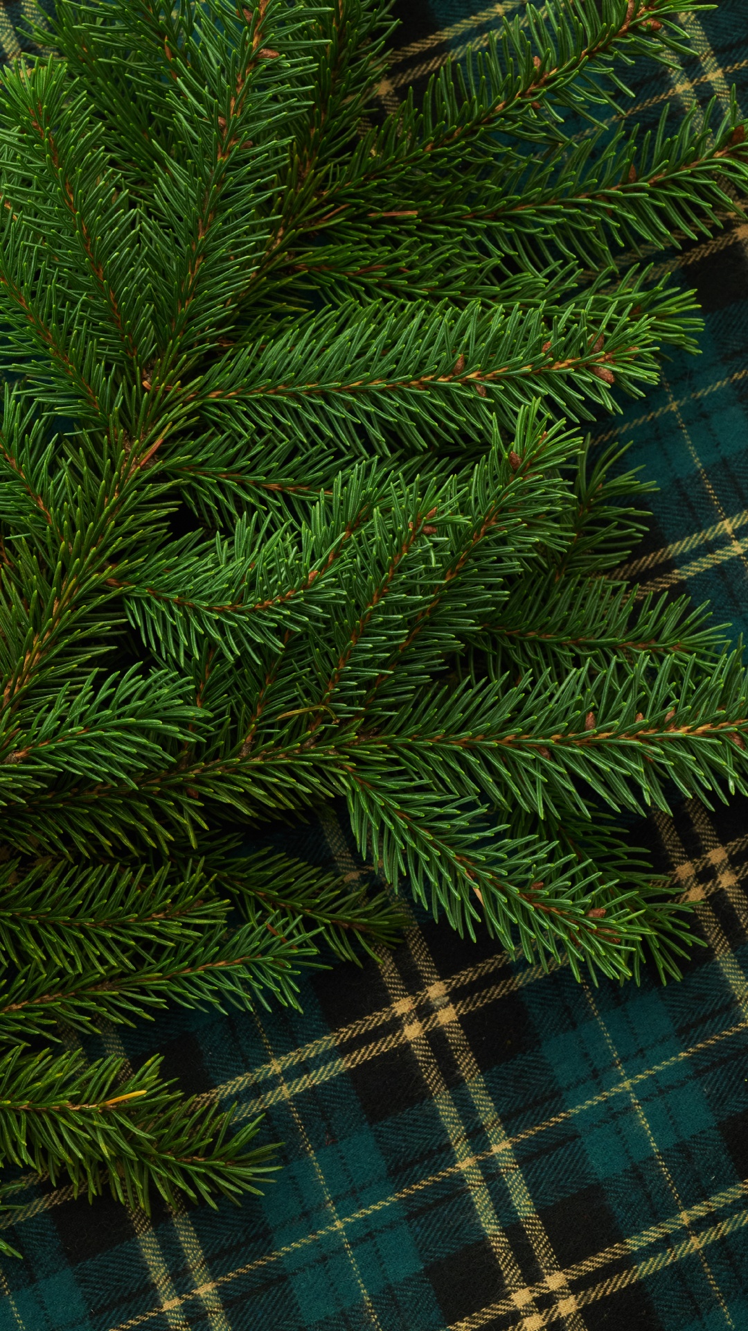 Обои Кегель ели, Пихта бальзамическая, Желтый РПИ, дерево, Орегонской сосны в разрешении 1080x1920