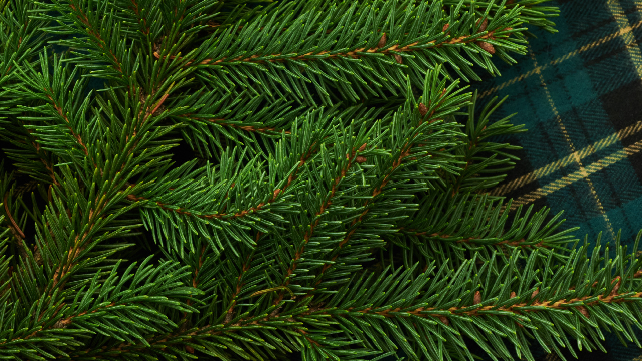 Обои Кегель ели, Пихта бальзамическая, Желтый РПИ, дерево, Орегонской сосны в разрешении 1280x720