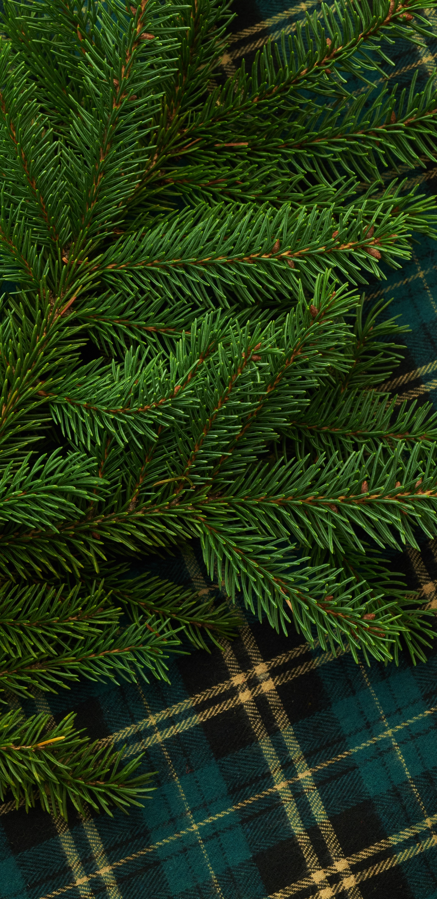 Обои Кегель ели, Пихта бальзамическая, Желтый РПИ, дерево, Орегонской сосны в разрешении 1440x2960