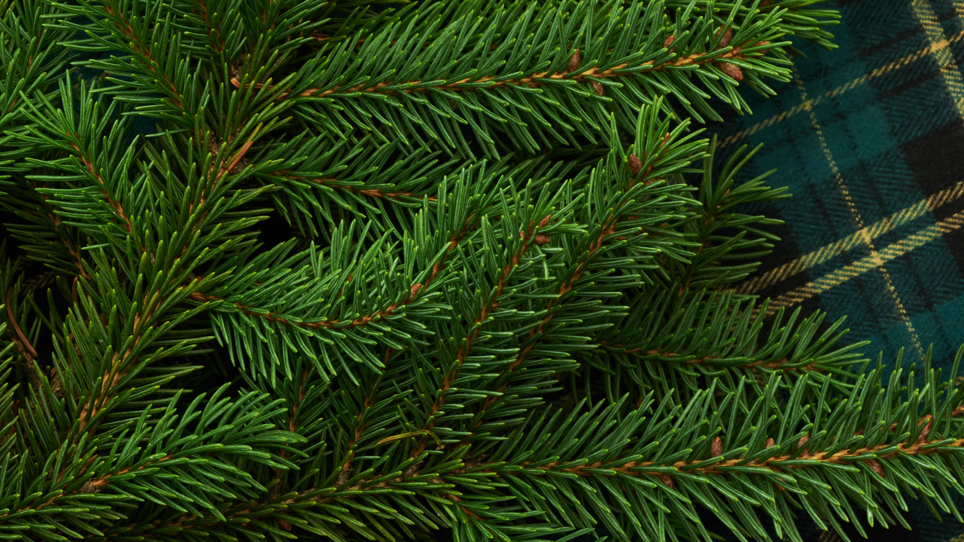 Обои Кегель ели, Пихта бальзамическая, Желтый РПИ, дерево, Орегонской сосны в разрешении 1920x1080