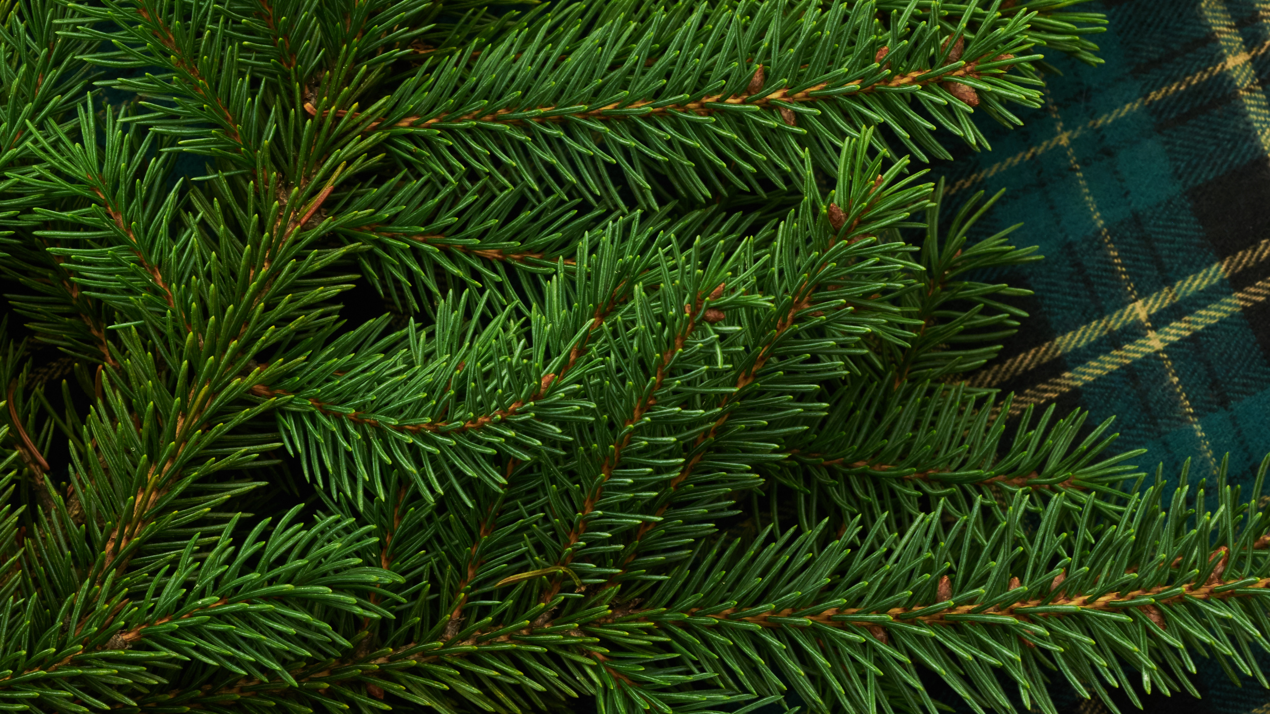 Обои Кегель ели, Пихта бальзамическая, Желтый РПИ, дерево, Орегонской сосны в разрешении 2560x1440