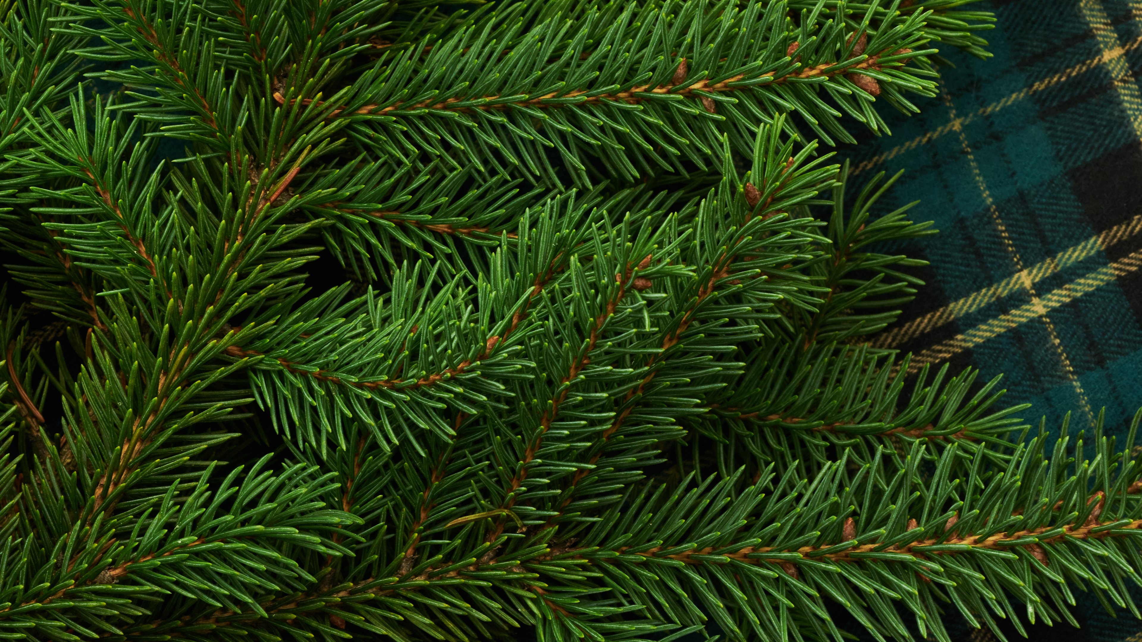 Обои Кегель ели, Пихта бальзамическая, Желтый РПИ, дерево, Орегонской сосны в разрешении 3840x2160