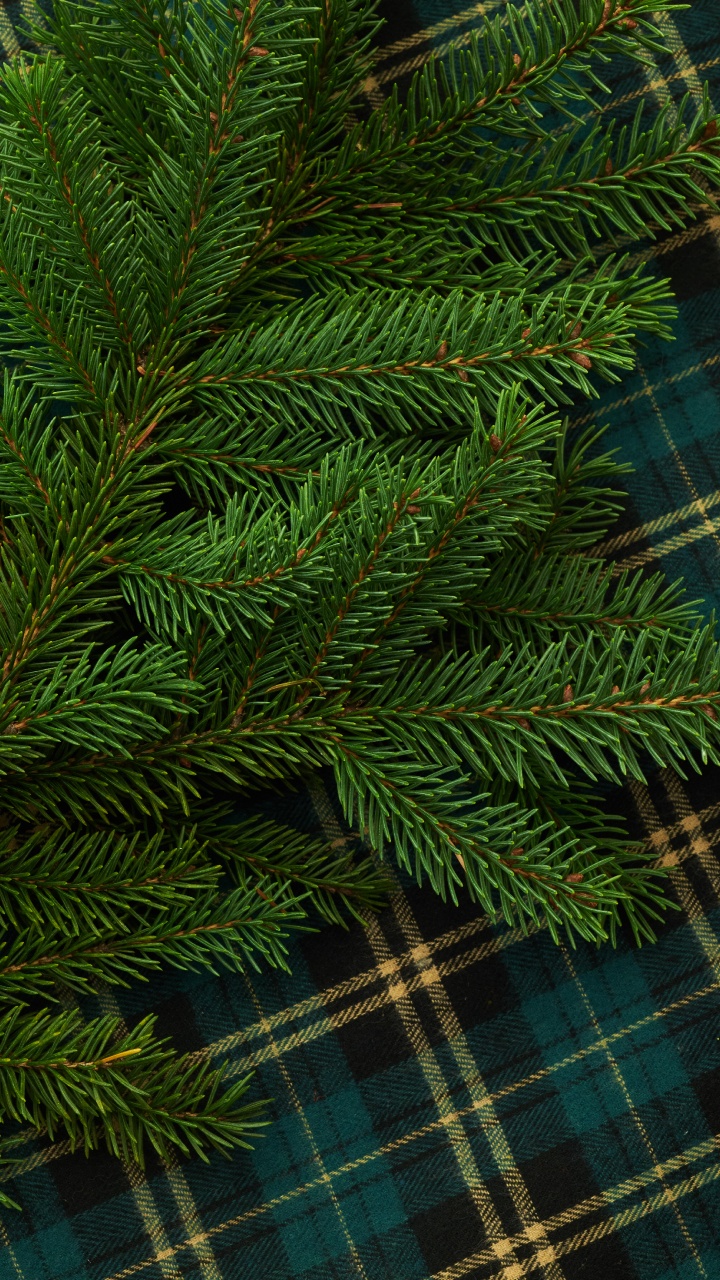 Обои Кегель ели, Пихта бальзамическая, Желтый РПИ, дерево, Орегонской сосны в разрешении 720x1280