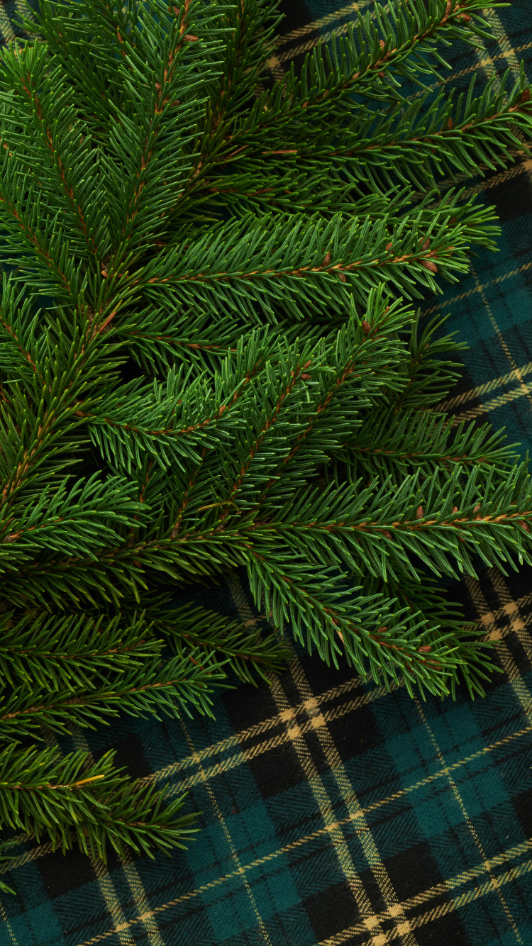 Обои Кегель ели, Пихта бальзамическая, Желтый РПИ, дерево, Орегонской сосны в разрешении 750x1334