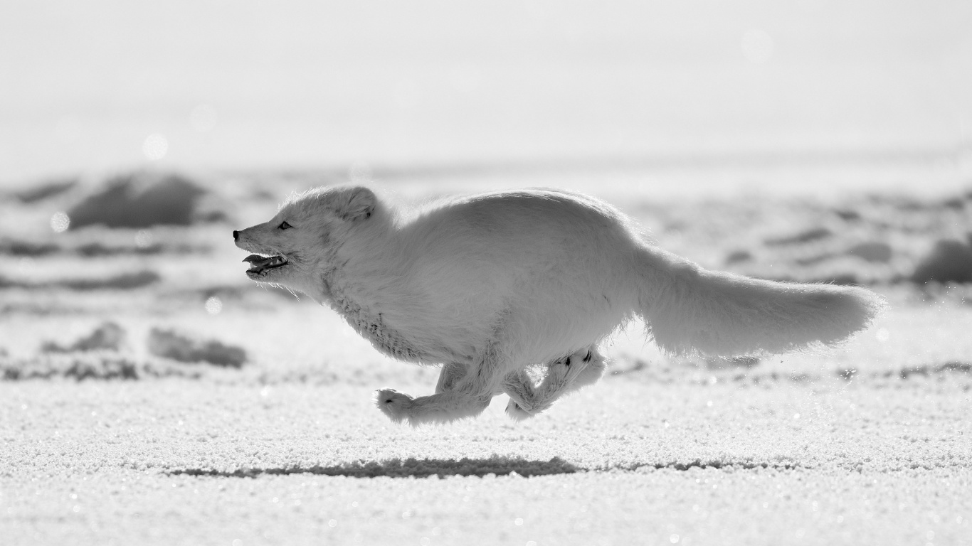 Обои песец работает, песец, лиса, белые, Арктика в разрешении 1366x768