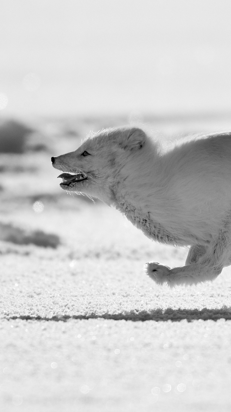 Обои песец работает, песец, лиса, белые, Арктика в разрешении 750x1334