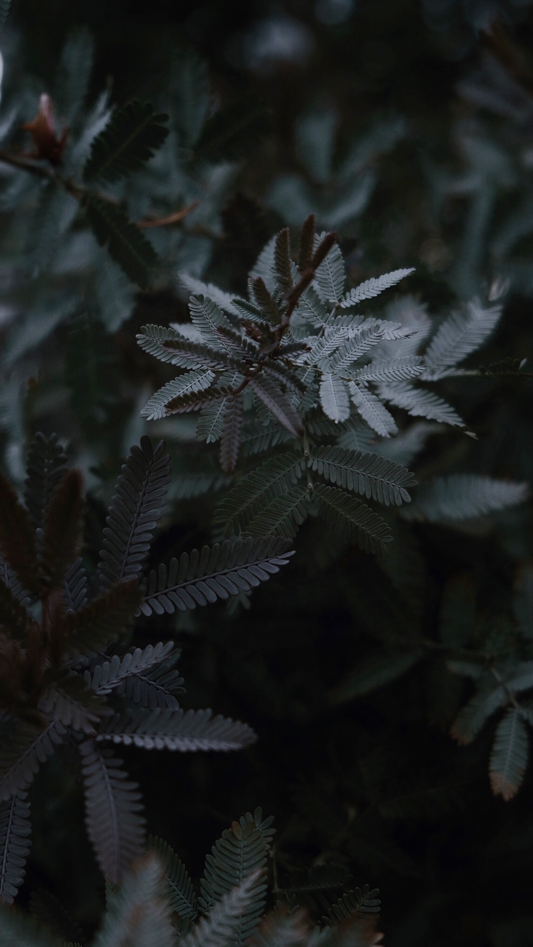 Обои мороз, цветок, лист, растение, ботаники в разрешении 1080x1920