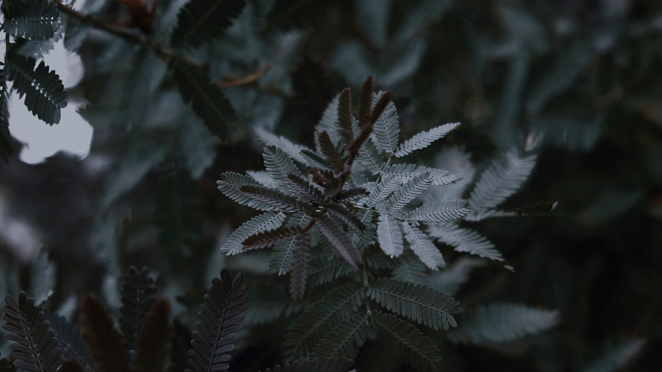 Обои мороз, цветок, лист, растение, ботаники в разрешении 1366x768