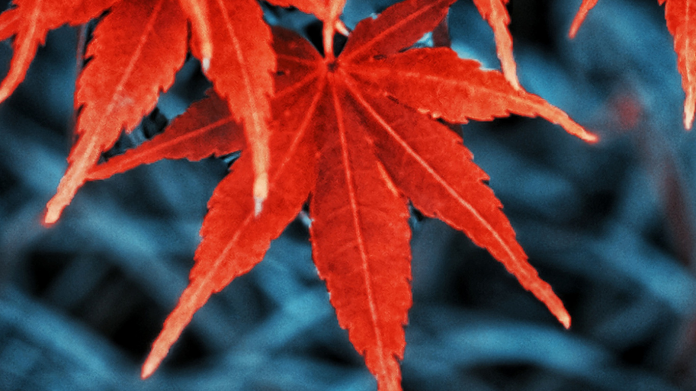 Обои осень, лист, Осенняя окраска листьев, дерево, ботаники в разрешении 1366x768