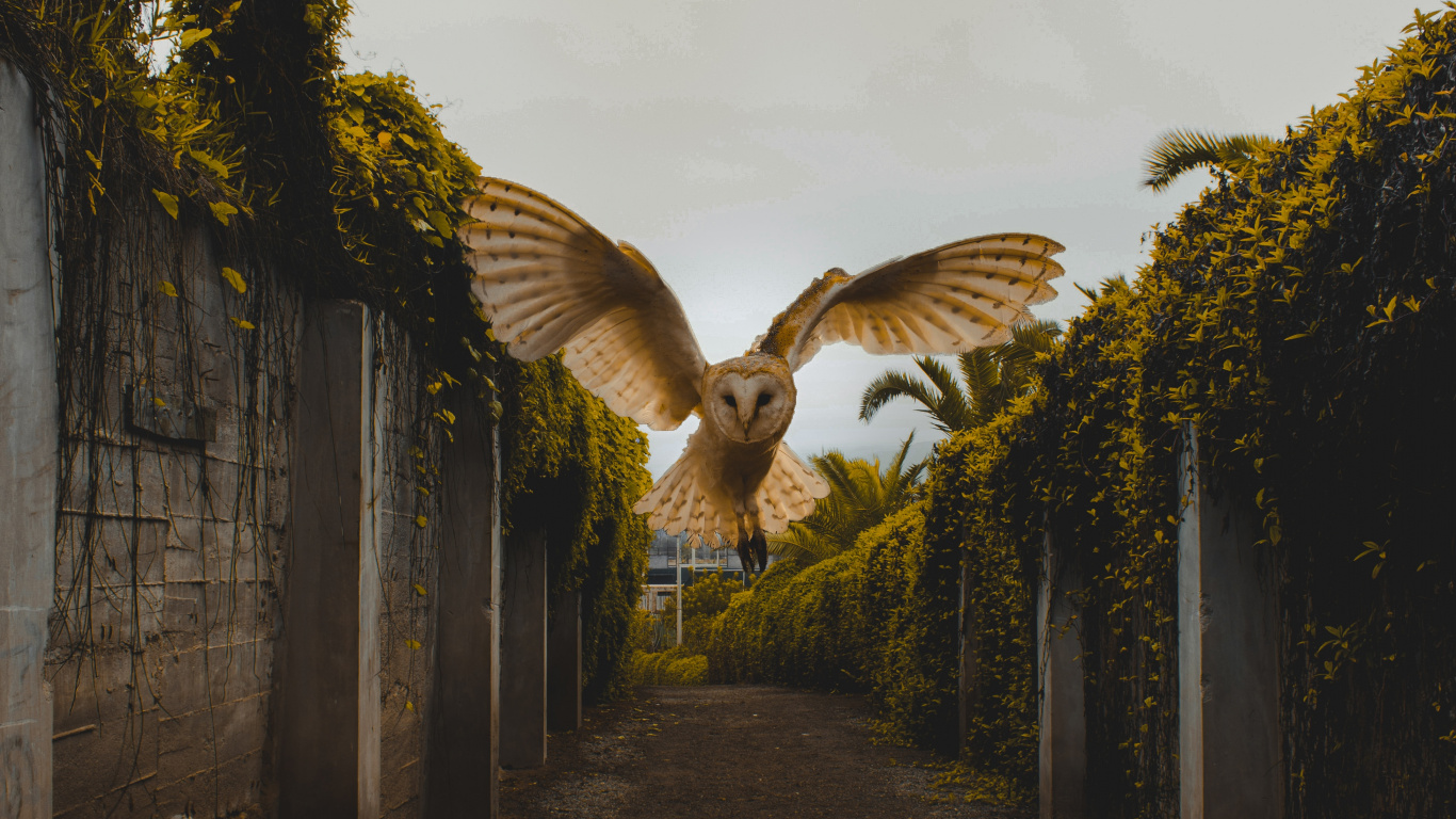 Обои инфраструктура, растение, неясыть, архитектура, небо в разрешении 1366x768