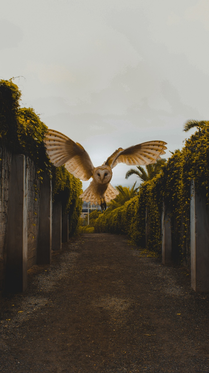 Обои инфраструктура, растение, неясыть, архитектура, небо в разрешении 720x1280