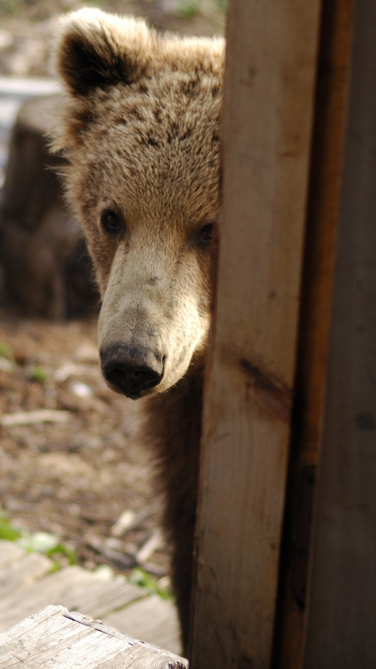 Обои белый медведь, Гризли, живая природа, морда, зоопарк в разрешении 750x1334