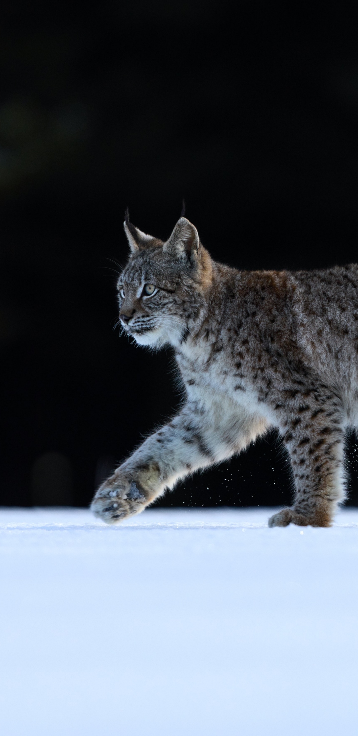 Обои дистанцироваться от лжецов, кот, Евразийская рысь, Каракал, Дикая кошка в разрешении 1440x2960