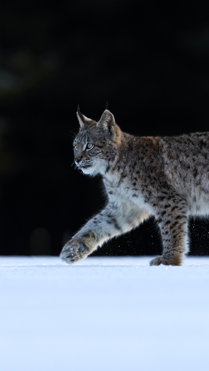 Обои дистанцироваться от лжецов, кот, Евразийская рысь, Каракал, Дикая кошка в разрешении 720x1280