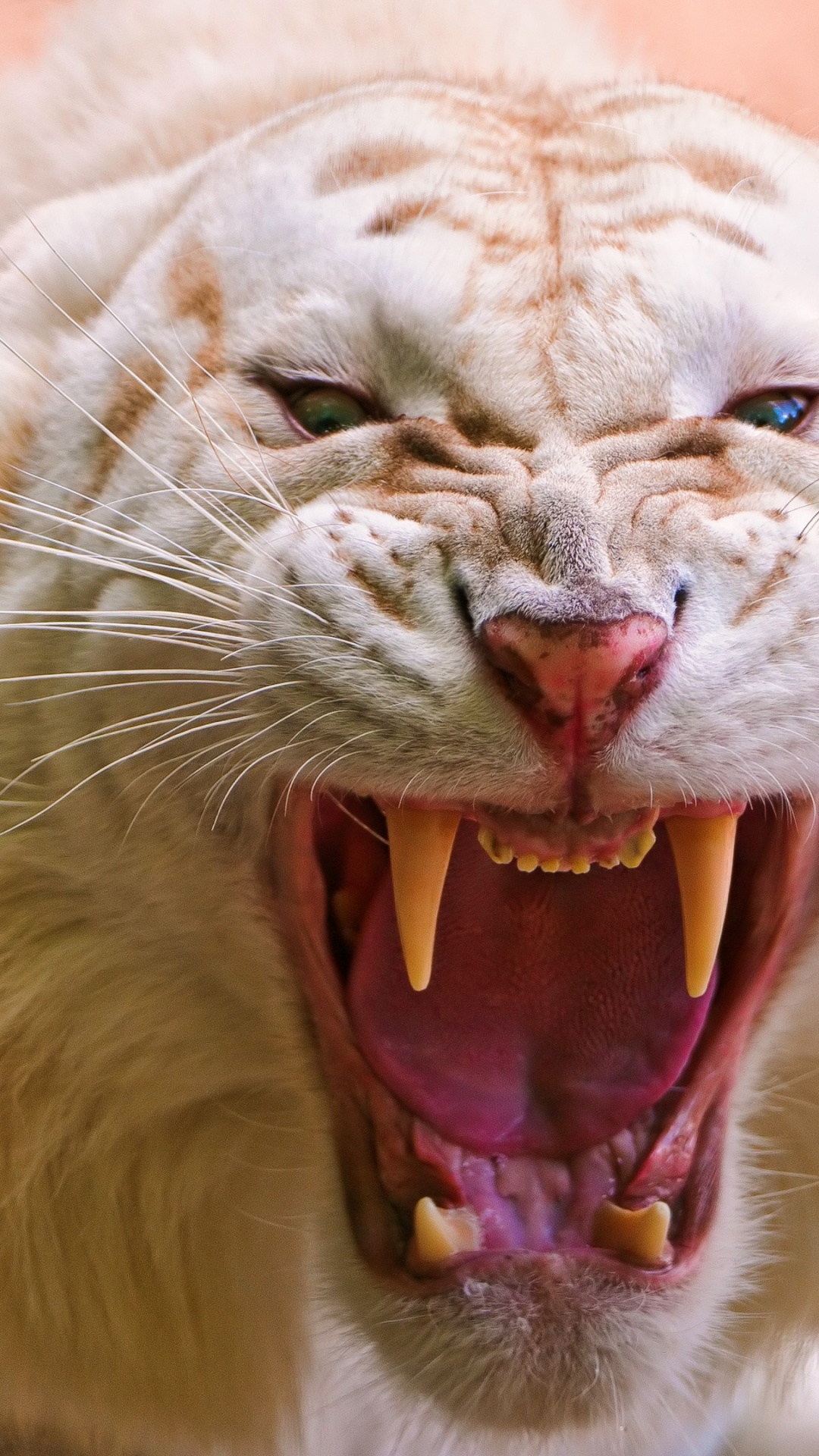 Обои рев белого тигра, Белый тигр, рев, клык, пасть в разрешении 1080x1920