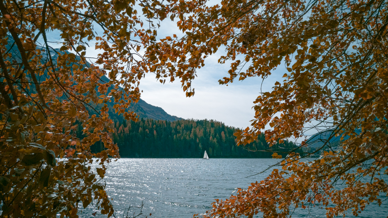 Обои водоем, дерево, природа, лист, вода в разрешении 1280x720