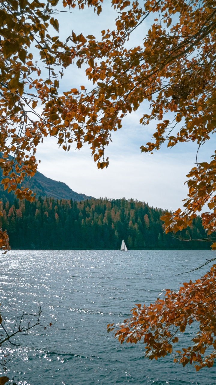 Обои водоем, дерево, природа, лист, вода в разрешении 720x1280